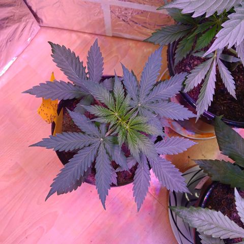 Auto Blueberry (DutchPassion) growlog timeline photo