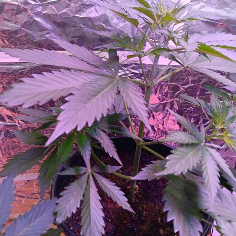 Auto Blueberry (DutchPassion) growlog timeline photo