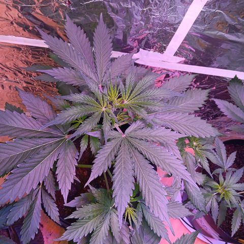 Auto Blueberry (DutchPassion) growlog timeline photo