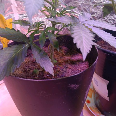 Auto Blueberry (DutchPassion) growlog timeline photo