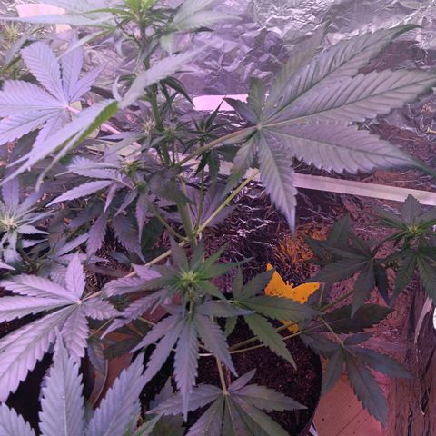 LSD-25 (FastBuds) growlog timeline photo