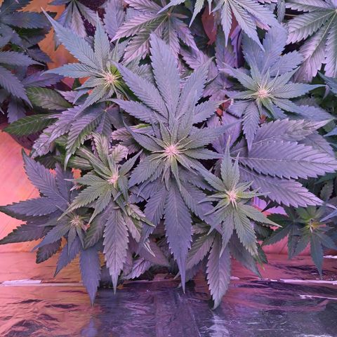 LSD-25 (FastBuds) growlog timeline photo