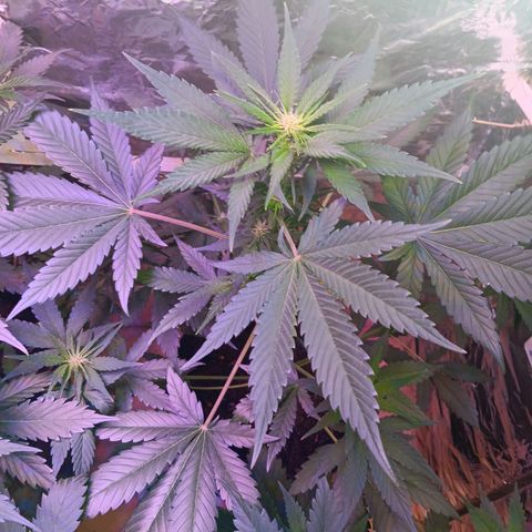 LSD-25 (FastBuds) growlog timeline photo