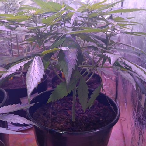 LSD-25 (FastBuds) growlog timeline photo