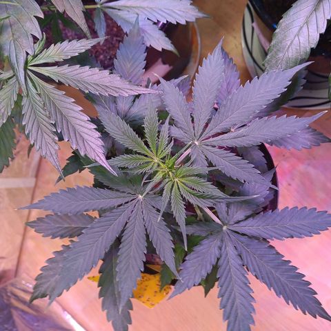 Auto Blueberry (DutchPassion) growlog timeline photo