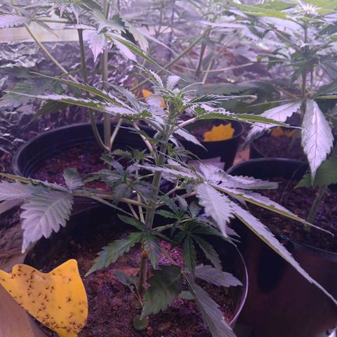 Auto Blueberry (DutchPassion) growlog timeline photo