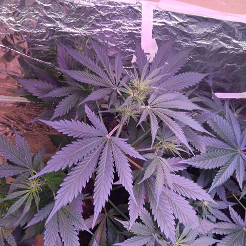 Auto Blueberry (DutchPassion) growlog timeline photo