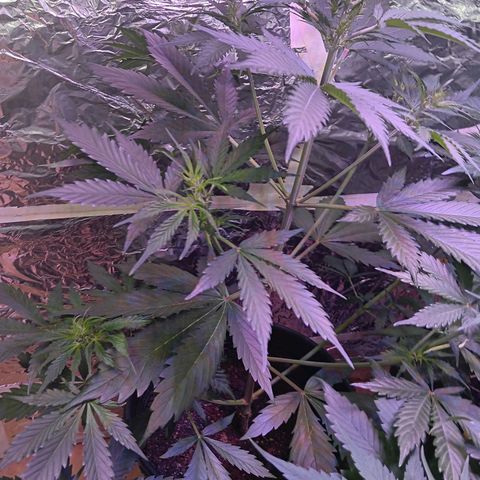 Auto Blueberry (DutchPassion) growlog timeline photo