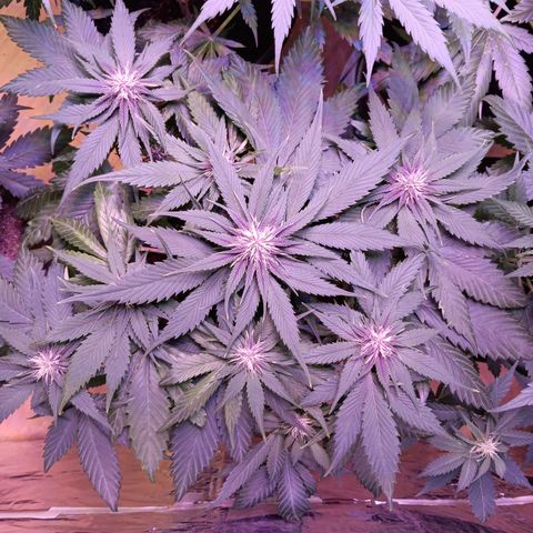 LSD-25 (FastBuds) growlog timeline photo