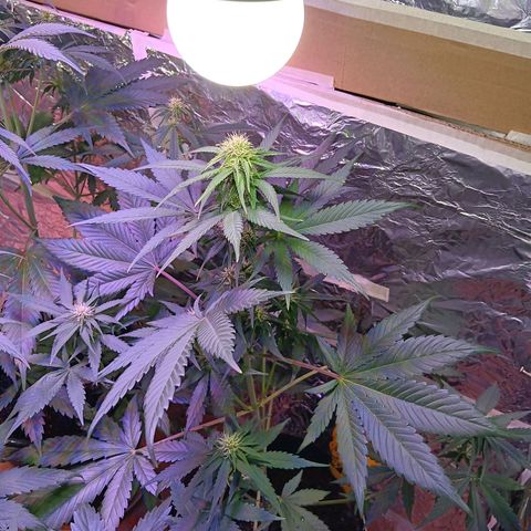 LSD-25 (FastBuds) growlog timeline photo
