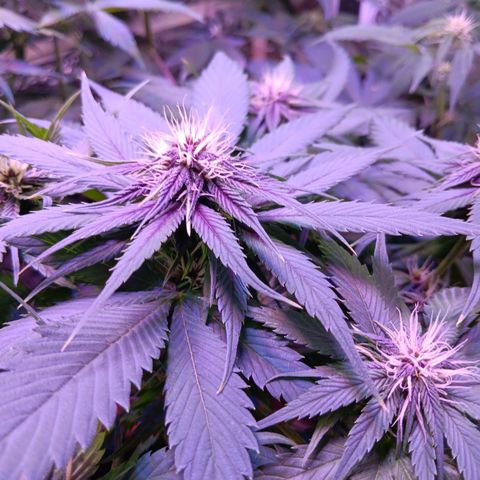 LSD-25 (FastBuds) growlog timeline photo