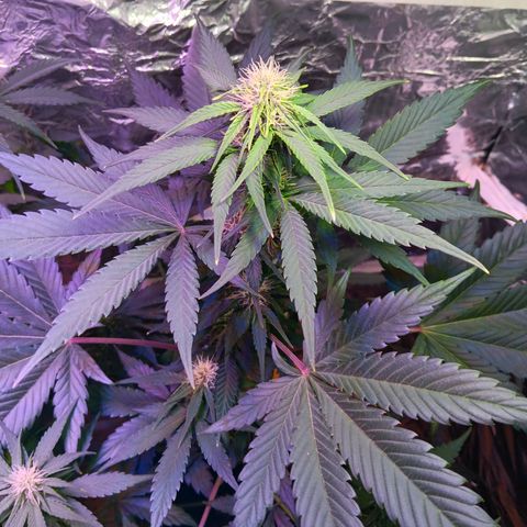 LSD-25 (FastBuds) growlog timeline photo