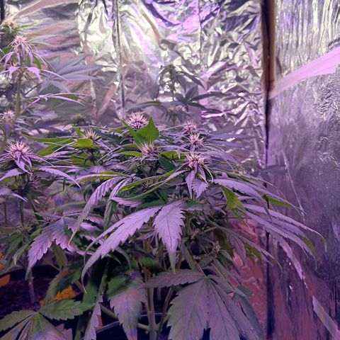 LSD-25 (FastBuds) growlog timeline photo