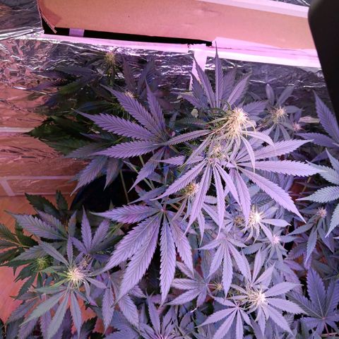 Auto Blueberry (DutchPassion) growlog timeline photo