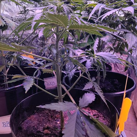 Auto Blueberry (DutchPassion) growlog timeline photo
