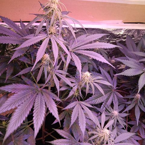 Auto Blueberry (DutchPassion) growlog timeline photo