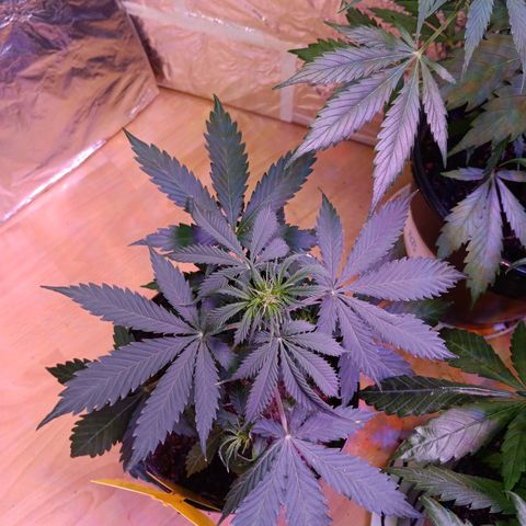 Auto Blueberry (DutchPassion) growlog timeline photo