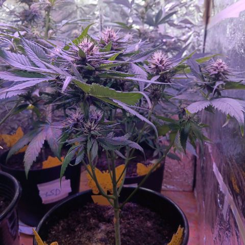 LSD-25 (FastBuds) growlog timeline photo