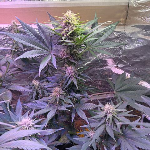 LSD-25 (FastBuds) growlog timeline photo
