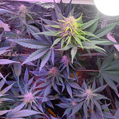 LSD-25 (FastBuds) growlog timeline photo