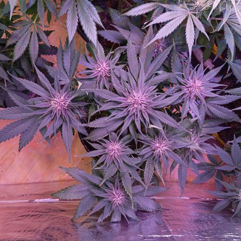 LSD-25 (FastBuds) growlog timeline photo