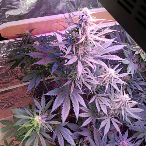 Auto Blueberry (DutchPassion) growlog timeline photo