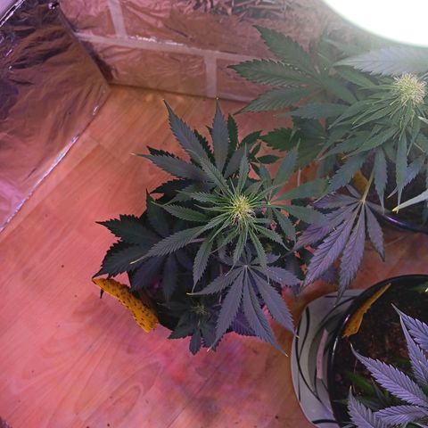 Auto Blueberry (DutchPassion) growlog timeline photo