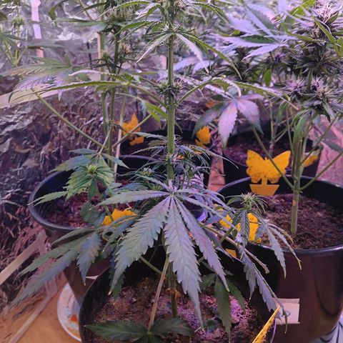 Auto Blueberry (DutchPassion) growlog timeline photo