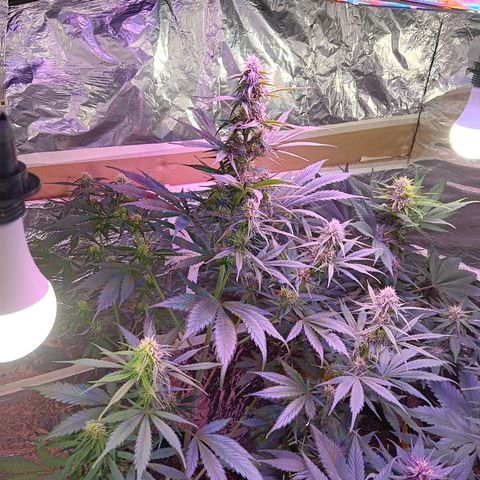 Auto Blueberry (DutchPassion) growlog timeline photo