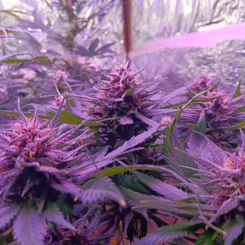 LSD-25 (FastBuds) growlog timeline photo