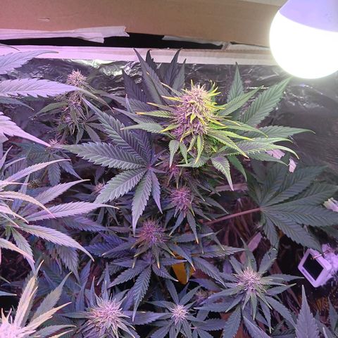 LSD-25 (FastBuds) growlog timeline photo