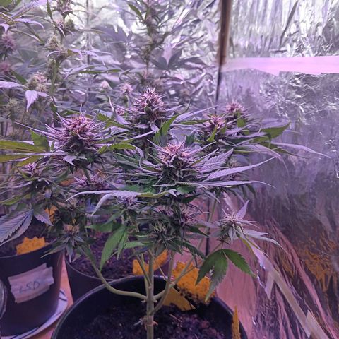 LSD-25 (FastBuds) growlog timeline photo