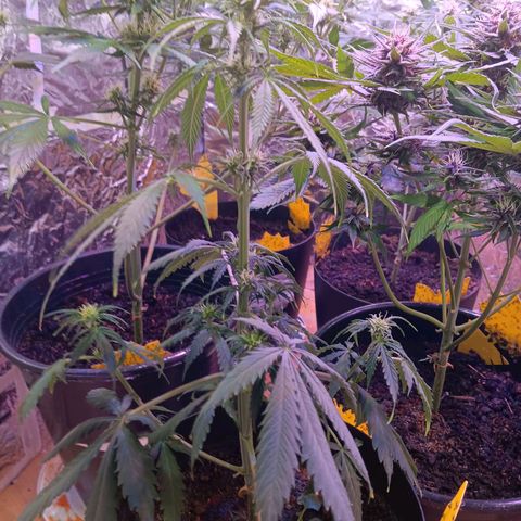 Auto Blueberry (DutchPassion) growlog timeline photo