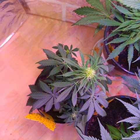 Auto Blueberry (DutchPassion) growlog timeline photo