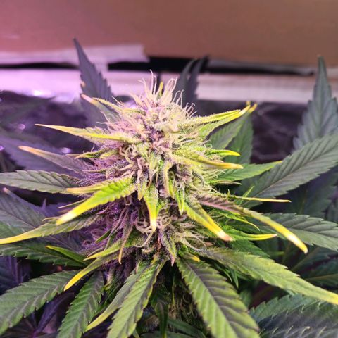 LSD-25 (FastBuds) growlog timeline photo