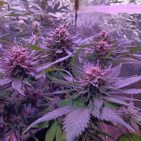 LSD-25 (FastBuds) growlog timeline photo