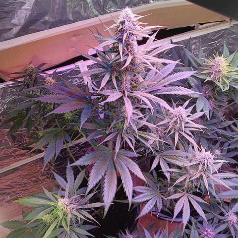 Auto Blueberry (DutchPassion) growlog timeline photo