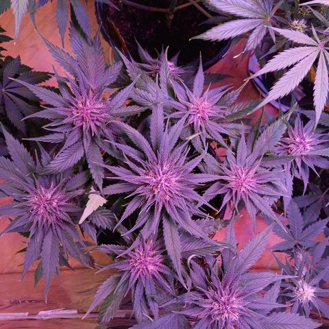 LSD-25 (FastBuds) growlog timeline photo