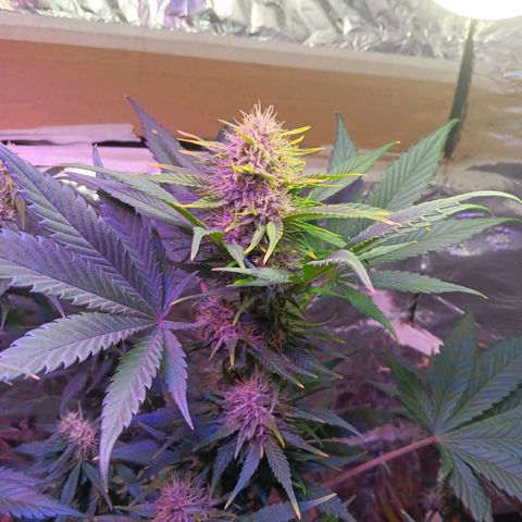 LSD-25 (FastBuds) growlog timeline photo