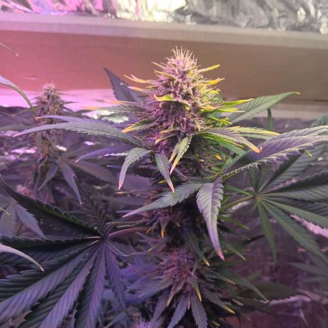 LSD-25 (FastBuds) growlog timeline photo
