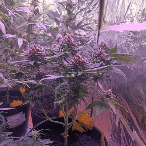 LSD-25 (FastBuds) growlog timeline photo