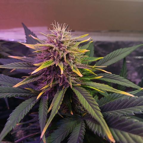 LSD-25 (FastBuds) growlog timeline photo