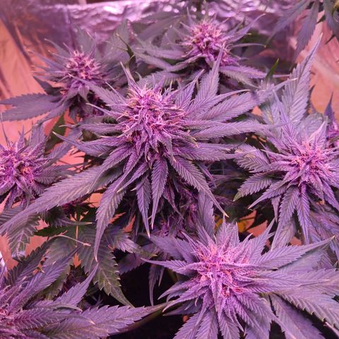 LSD-25 (FastBuds) growlog timeline photo