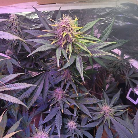 LSD-25 (FastBuds) growlog timeline photo