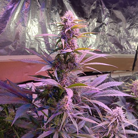 Auto Blueberry (DutchPassion) growlog timeline photo