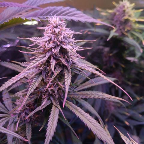 Auto Blueberry (DutchPassion) growlog timeline photo