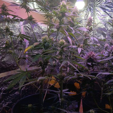 Auto Blueberry (DutchPassion) growlog timeline photo