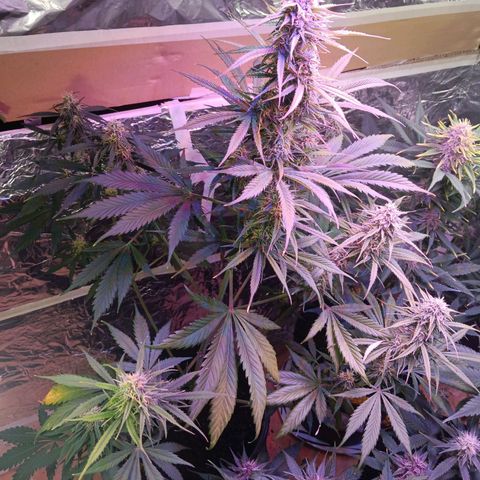 Auto Blueberry (DutchPassion) growlog timeline photo