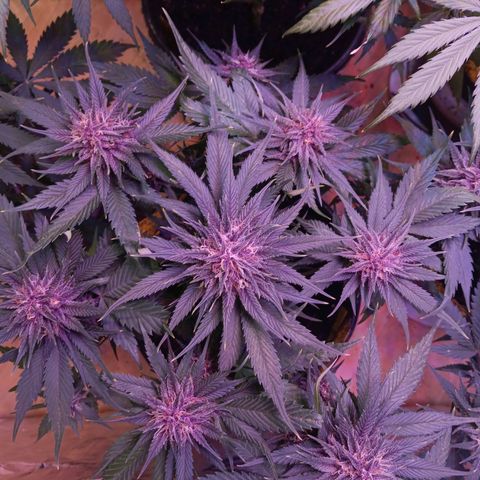 LSD-25 (FastBuds) growlog timeline photo