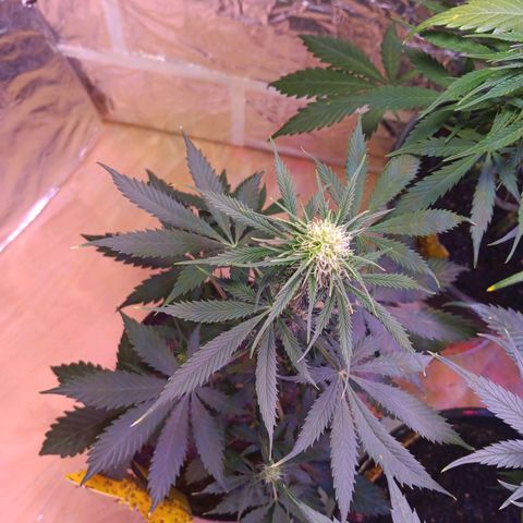 Auto Blueberry (DutchPassion) growlog timeline photo